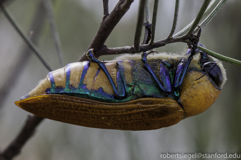 colorful beetle